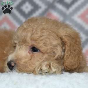 Petey, Bich-Poo Puppy